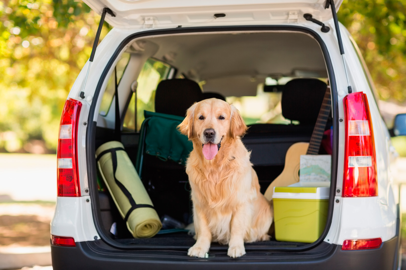 Catástrofe Mucho Escándalo Consejos de seguridad vial para viajar con mascotas | Autopistas